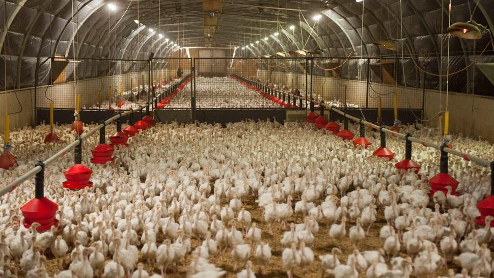 वीरेन्द्रनगर ‘बर्डफ्लु’ संक्रमित क्षेत्र घोषणा