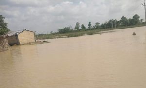 गाईघाट बजारका घर र पसल डुबानमा