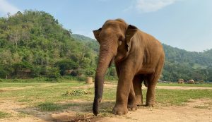 जङ्गली हात्तीले कुल्चेर वृद्धको मृत्यु