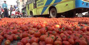 बजार भाउ नपाएको भन्दै किसानले फाले गोलभेँडा