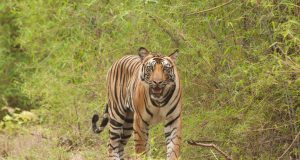 आज विश्व बाघ दिवस : बाघको संख्या बढेर तेब्बर