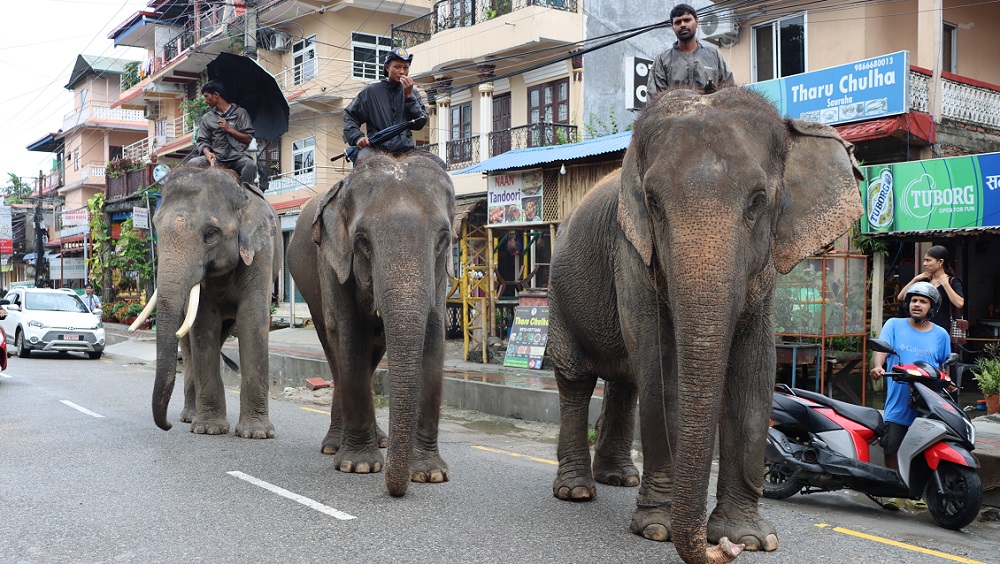 पर्यटक नहुँदा सौराहामा हात्ती सफारी संकटमा