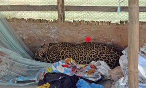 काठमाडौंमा चितुवाको आक्रमणबाट एक घाइते, चितुवा कुखुरा खोरमा थुनियो