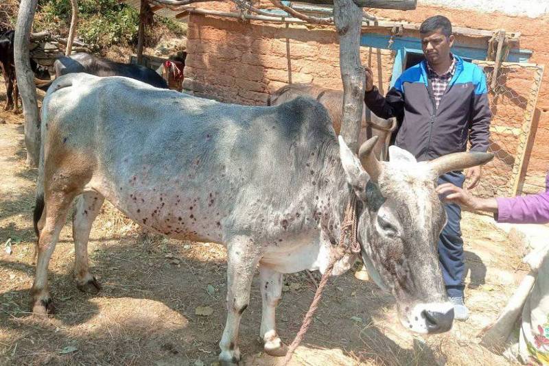 गण्डकीमा पशुलाई पूर्णखोप अभियान