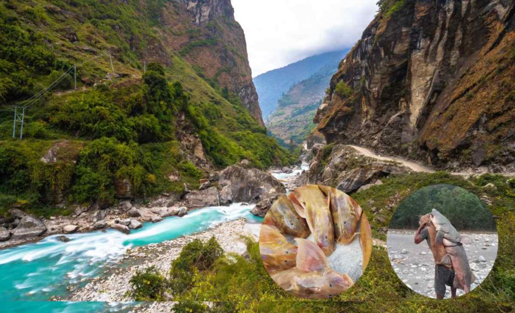कालीगण्डकी नदीमा रैथाने माछाको विविधता: स्वाद, पोषण र प्राकृतिक शुद्धताको प्रतीक